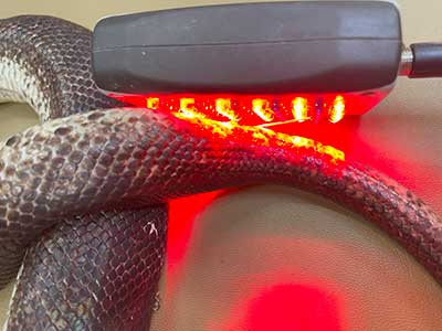 Acupuncture & Alternative Therapies