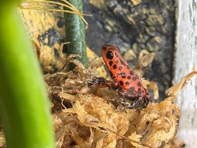 Amphibians Amphibians Services