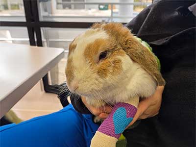 Emergency and Sick Pet Care Services