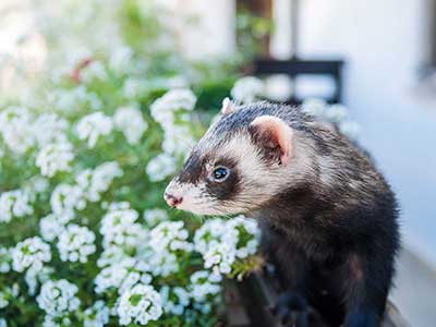 Small Exotic Mammal Care