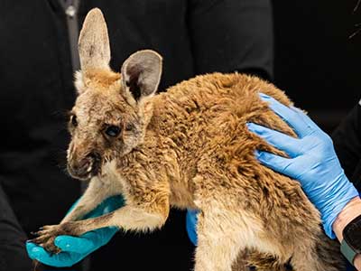 Kangaroos and Wallabies Kangaroos and Wallaby Services