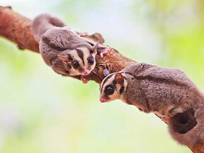 Small Exotic Mammals Small Exotic Mammal Services