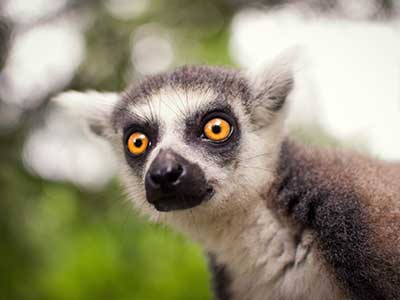 New World Primates and Lemurs New World Primates and Lemurs Services