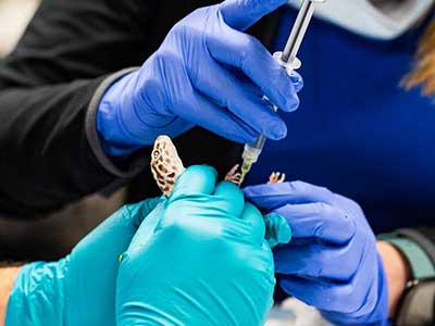 Referring Veterinarian Form