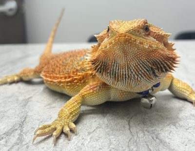Reptile Services