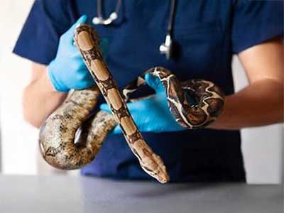 Reptiles Reptile Services