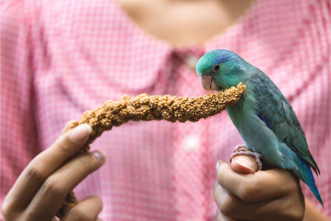 Bird having a snack.