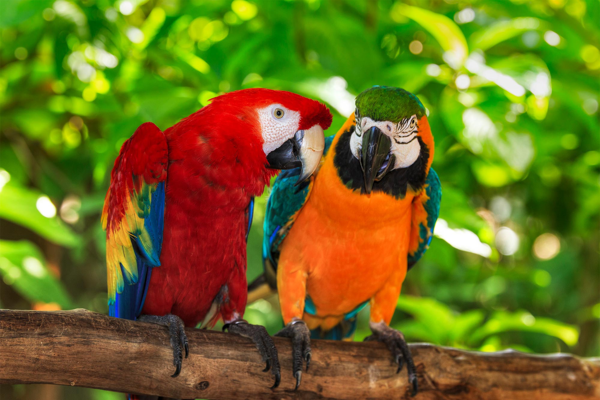 Exotic Pets.