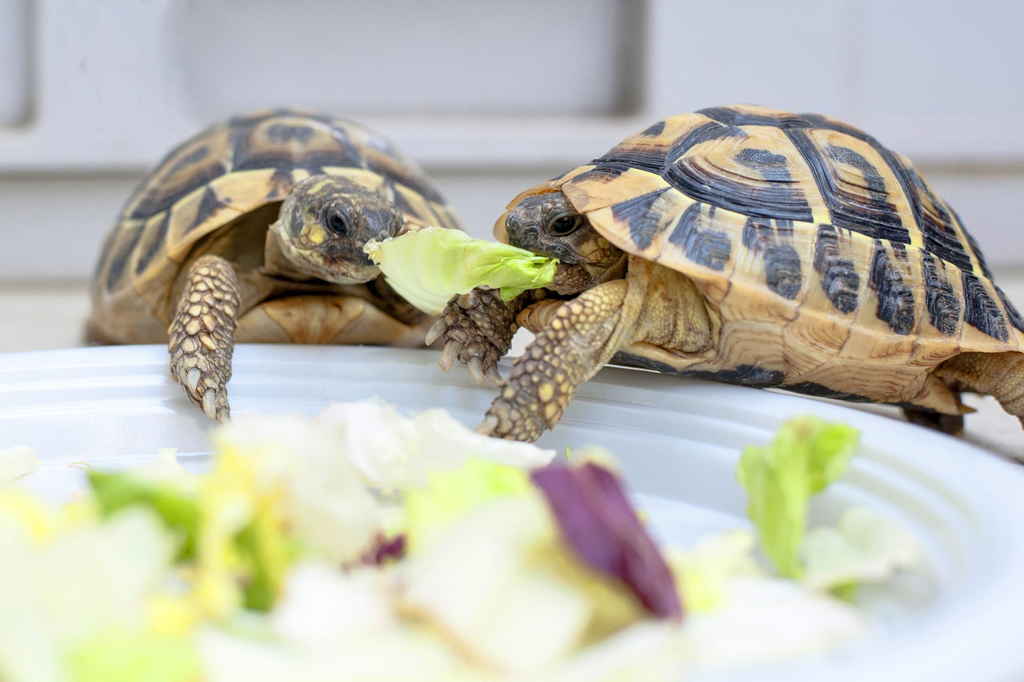 Turtles eating