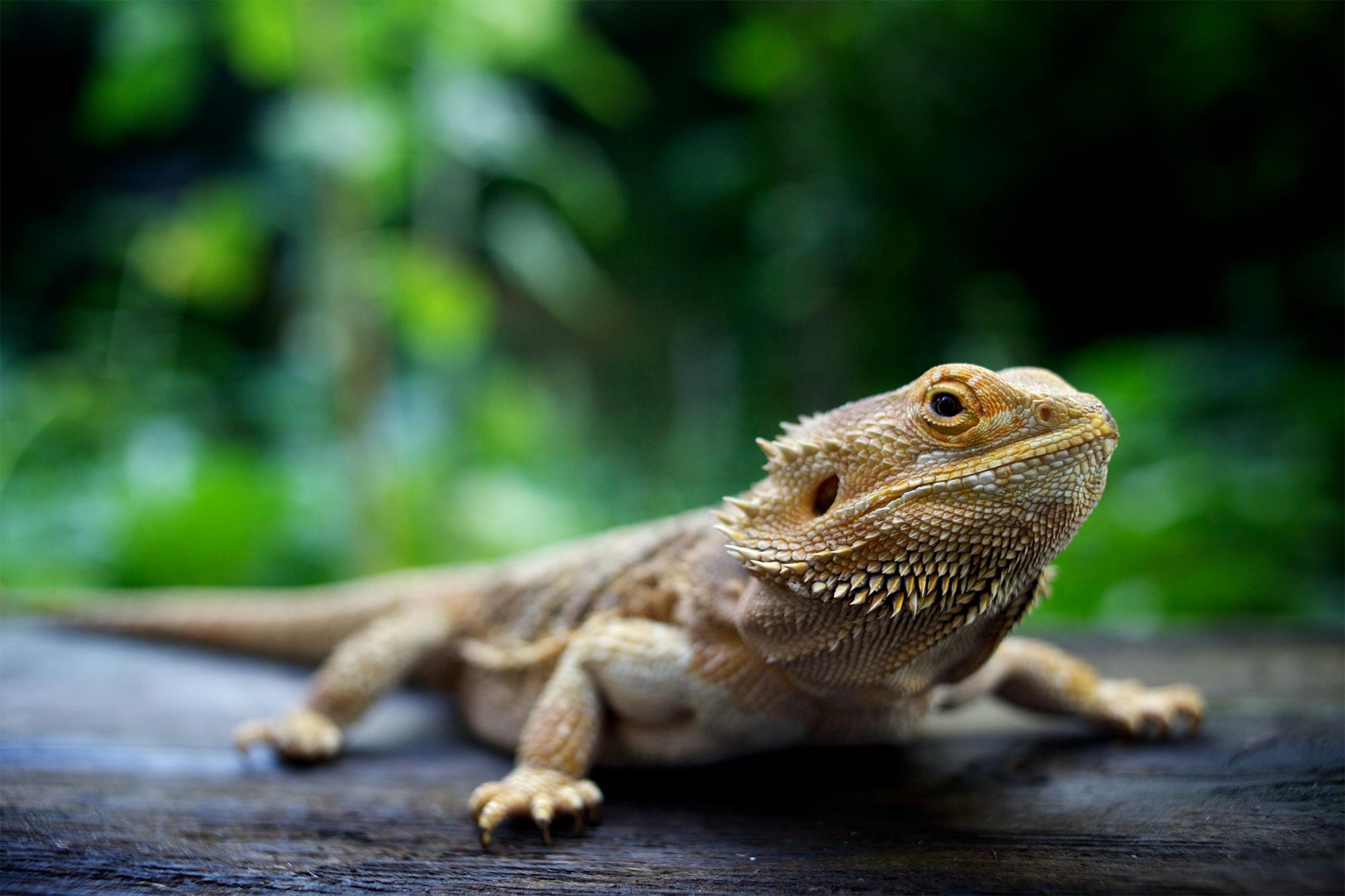 What Are the Signs of Heat Stress in Birds, Reptiles, and Small Mammals?