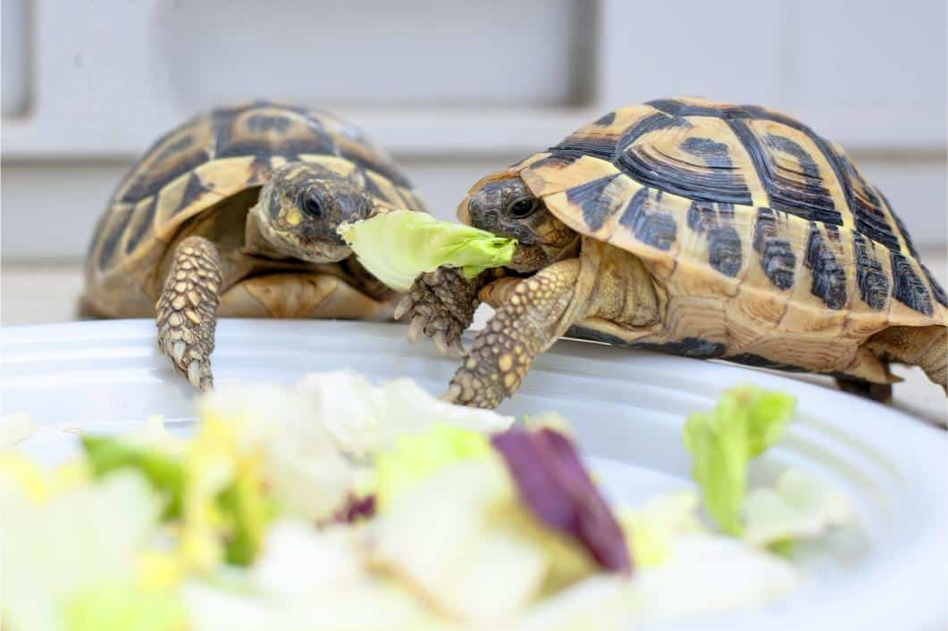 Turtles eating.