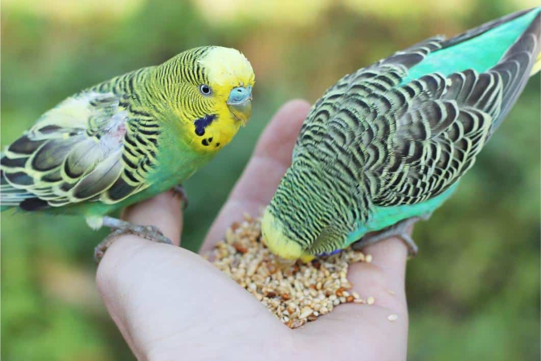 Birds eating bird feed.