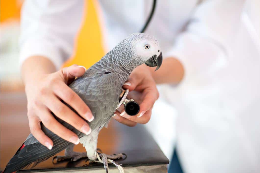 Sick bird at vet.