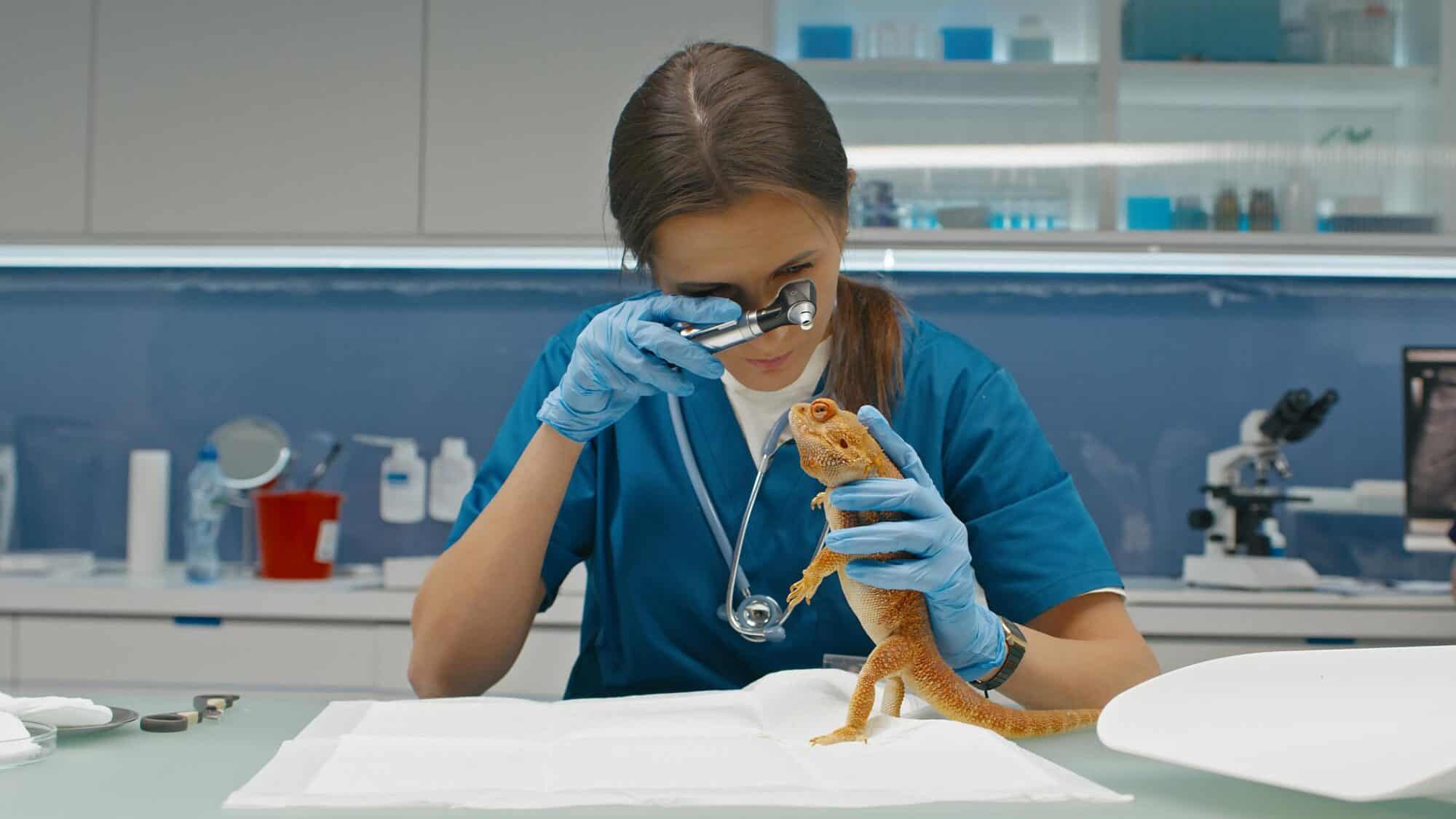 Recognizing Early Signs of Illness in Birds, Reptiles, and Small Mammals