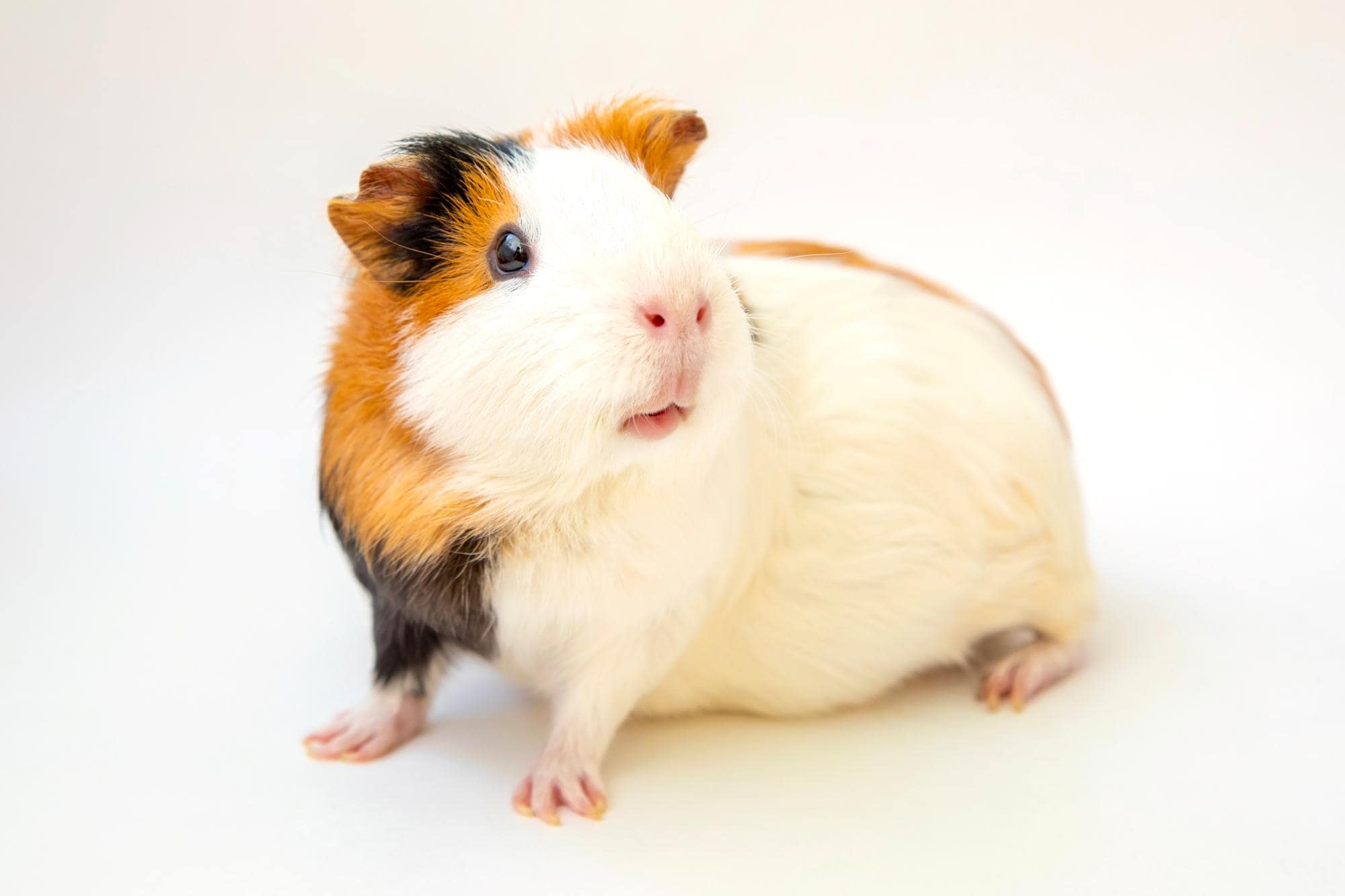 Is My Guinea Pig Wheezing? Respiratory Illnesses in Small Mammals…and When to Worry