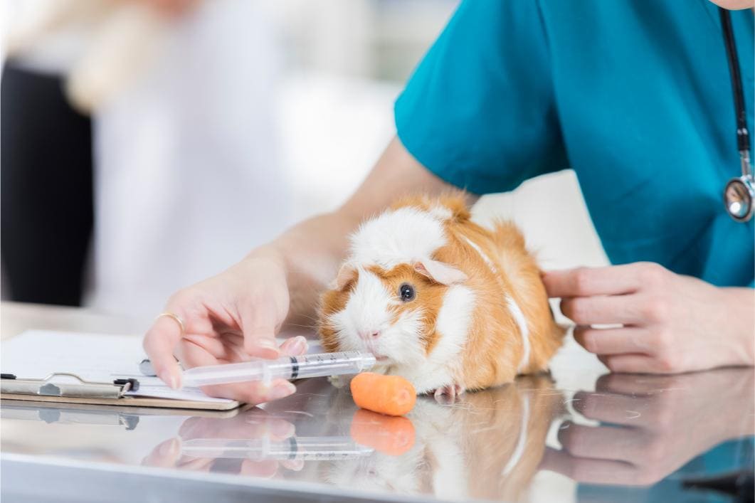 Emergency Signs in Small Mammals That Require Immediate Veterinary Care