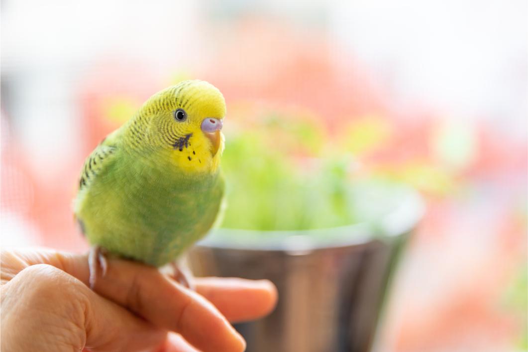 Why Isn’t My Bird Eating? Appetite Loss in Avian Patients Explained