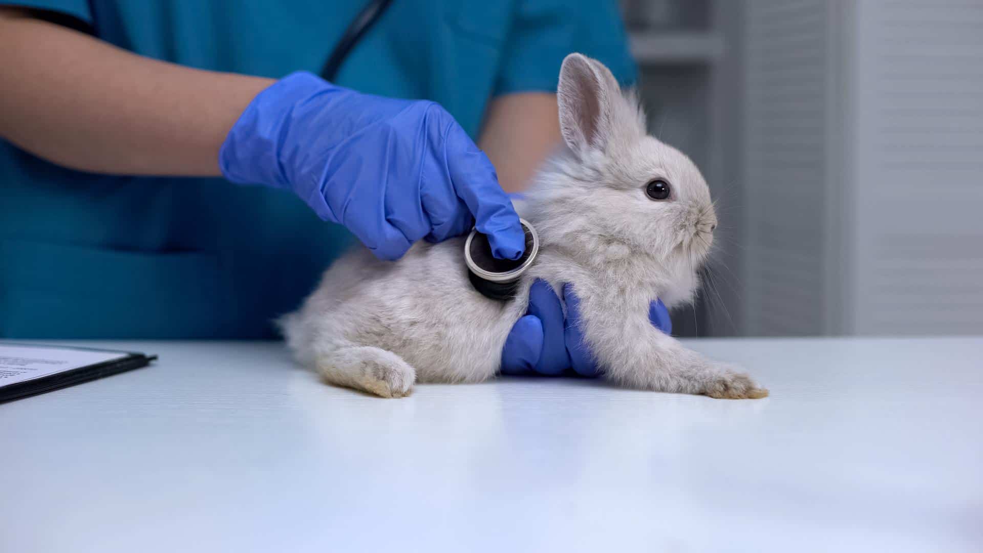Lethargy in Rabbits: Early Warning Signs of GI Stasis