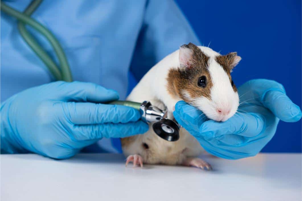 Why Is My Guinea Pig Breathing Fast? Respiratory Illness in Small Mammals