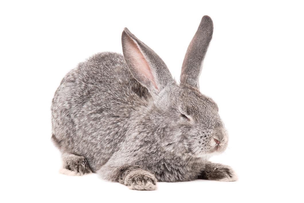 Sneezing in Rabbits: Is It Just Dust or a Respiratory Infection?