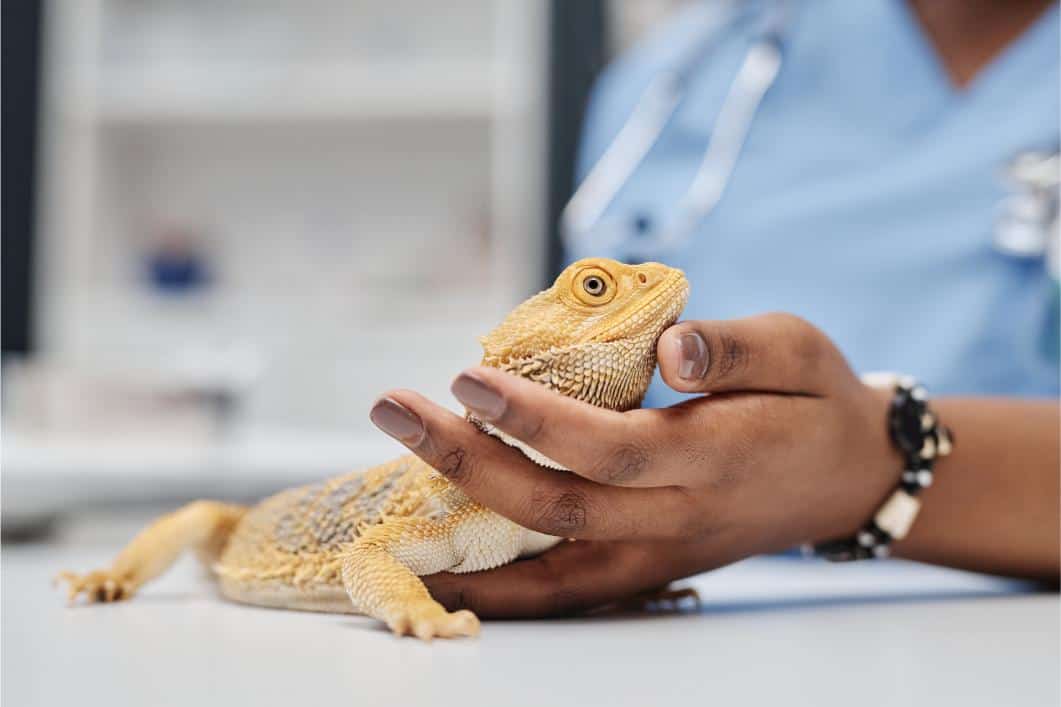 Why Is My Bearded Dragon Not Moving Much? Causes of Lethargy in Reptiles