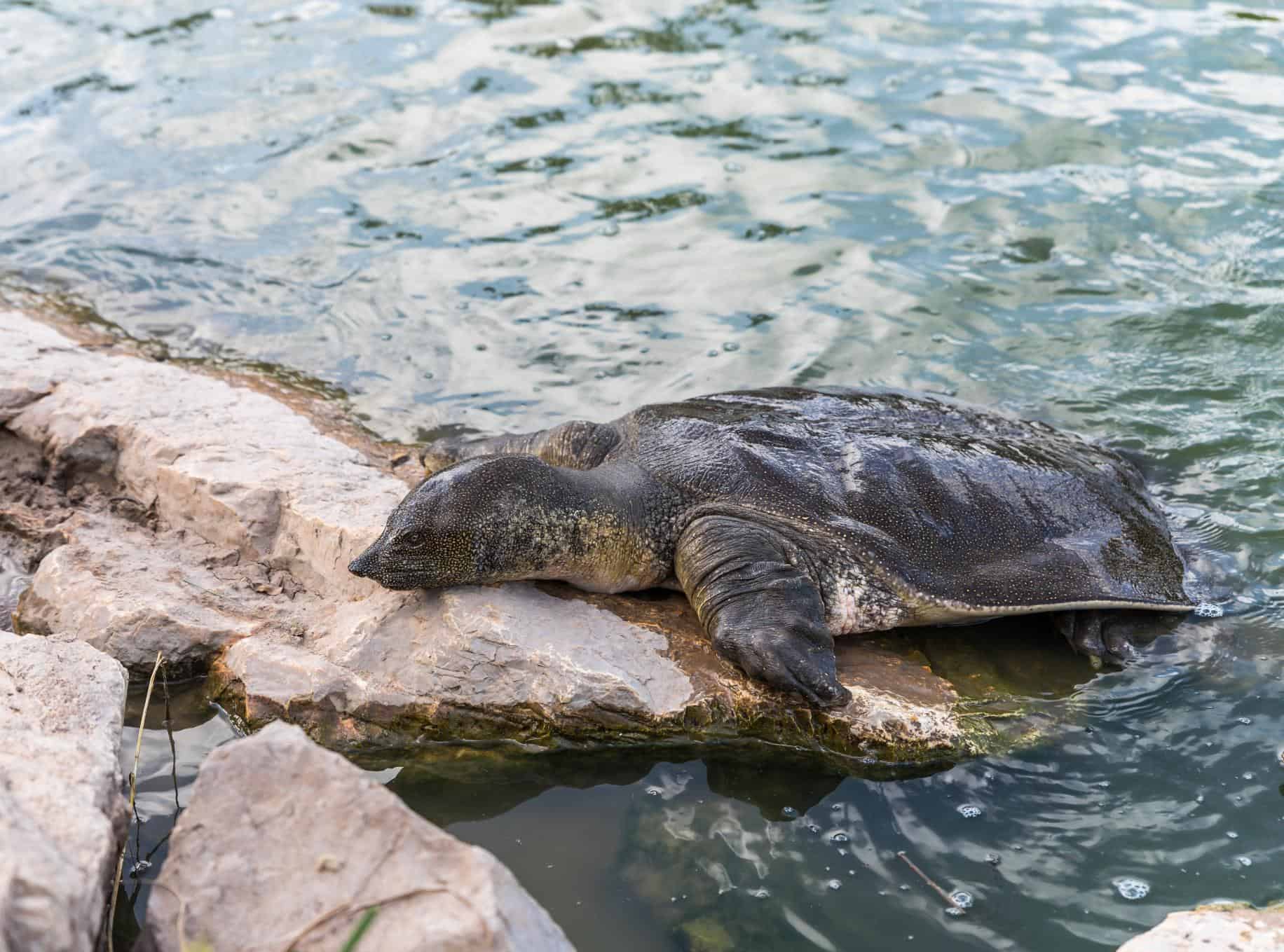 Soft Shell in Turtles: Causes, Treatment, and Prevention