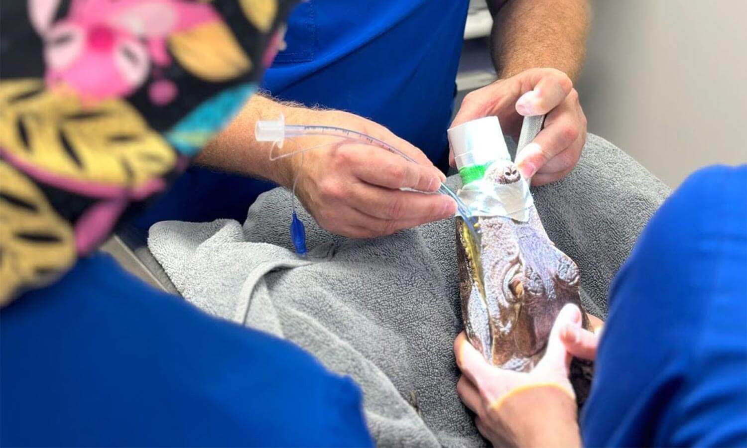A crocodile procedure